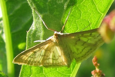 Paratalanta sp., Crambidae